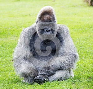 Nico Gorilla Longleat photo