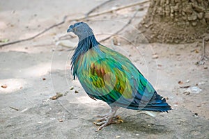 Nicobar dove or Nicobar Pigeon or Caloenas nicobarica in the forest