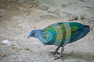 Nicobar dove or Nicobar Pigeon or Caloenas nicobarica in the forest