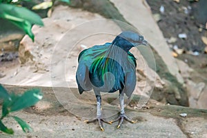 Nicobar dove or Nicobar Pigeon or Caloenas nicobarica in the forest