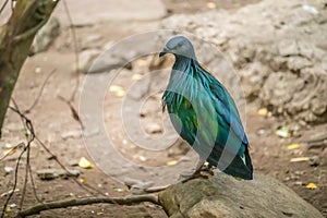 Nicobar dove or Nicobar Pigeon or Caloenas nicobarica in the forest