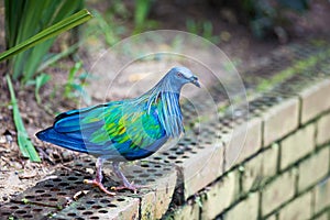 Nicobar pigeon
