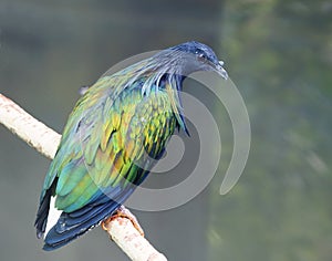 Nicobar pigeon