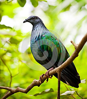 Nicobar Pigeon