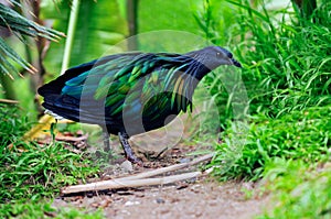 Nicobar Pigeon