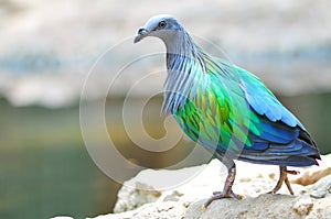 Nicobar Pigeon