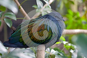 Nicobar Pigeon