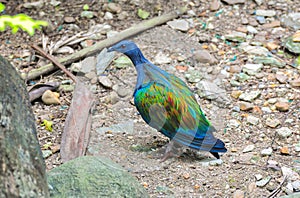 Nicobar pigeon