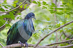 Nicobar pigeon