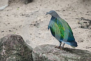 Nicobar pigeon