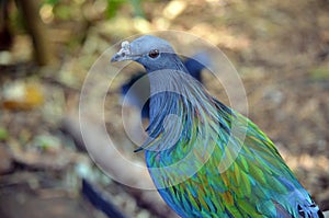 Nicobar pigeon