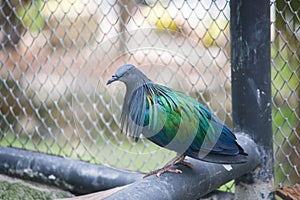 Nicobar pigeon