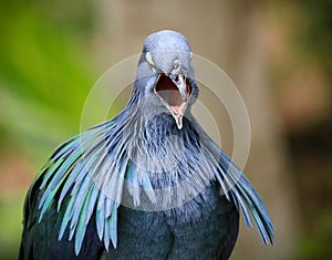 Nicobar Pigeon