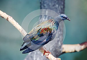 Nicobar pigeon