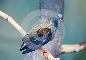 Nicobar pigeon