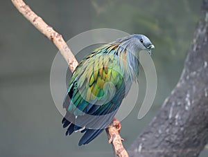 Nicobar pigeon