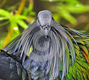 Nicobar Pigeon