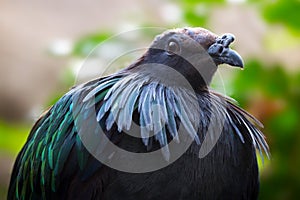 Nicobar pigeon bird with hackles around the neck