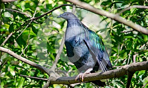 Nicobar pigeon on a branch