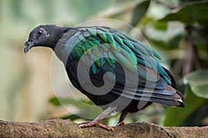 Nicobar pigeon Caloenas nicobarica.