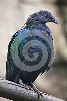 Nicobar pigeon Caloenas nicobarica.