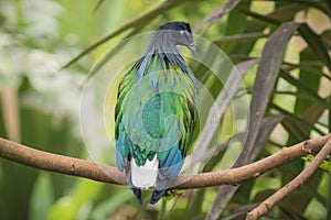 Nicobar pigeon Caloenas nicobarica beautiful plumage