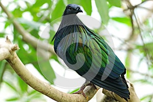 The Nicobar pigeon Caloenas nicobarica