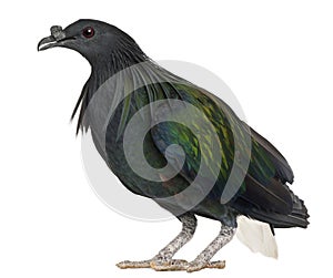 Nicobar Pigeon, Caloenas nicobarica