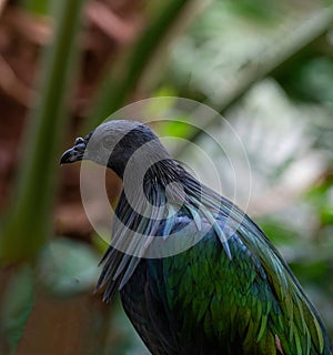 A Nicobar Pigeon, Caloenas nicobarica from Nicobar Island