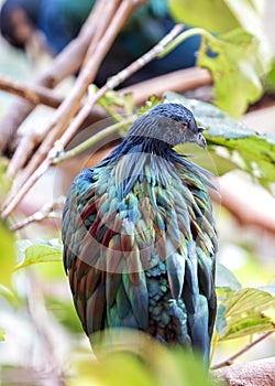 Nicobar Pigeon (Caloenas nicobarica) in the Nicobar Islands