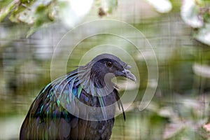 Nicobar Pigeon (Caloenas nicobarica) in the Nicobar Islands