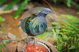 Nicobar pigeon (Caloenas nicobarica) single