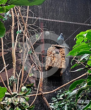 Nicobar pigeon in captivity