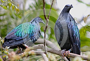 Nicobar Pigeon couple