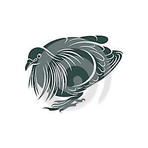 Nicobar pigeon design vector illustration. Nicobar pigeon Silhouette. Bird design template