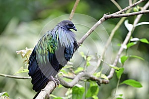 Nicobar pigeon or dove Caloenas nicobarica peacefully perching on tree branch