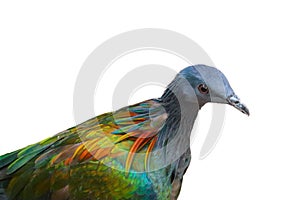 Nicobar Pigeon isolated on white background