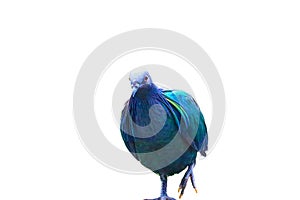 Nicobar Pigeon isolated on white background