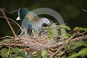 Nicobar Pigeon on the natural.