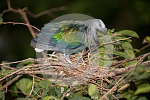 Nicobar Pigeon on the natural.