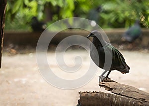 Nicobar pigeon Nicobar dove, large pigeon found on small islands and coastal regions, the closest living relative of the extinct photo