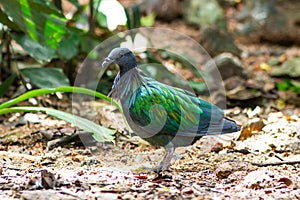 Nicobar pigeon, Nicobar dove in the nature