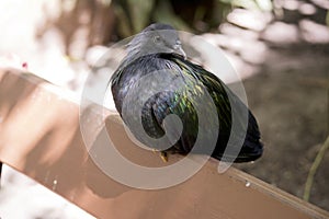 the nicobar pigeon is perched on a bench