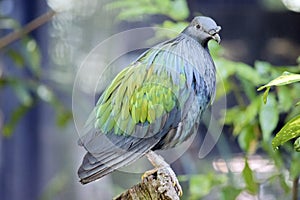 the nicobar pigeon is perched on a dead tree