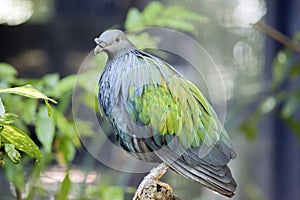 the nicobar pigeon is perched on a dead tree