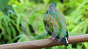 Nicobar Pigeon Perched on a Fence
