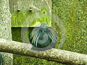 Nicobar Pigeon Perched at the Topeka Zoo