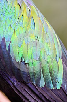 Nicobar Pigeon's feathers