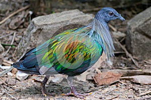 Nicobar pigeon in zoo
