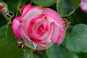 Pink Nicole Rose Blossom Mandala